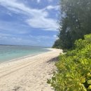 비치조아 이미지