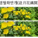 영월화만개(迎月花滿開)＜和翁＞ 이미지