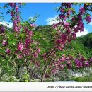 아카시아민박 이미지