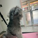 멍키매직 이미지