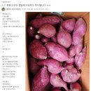 판매종료 // 쫄깃쫄깃한 흑찰옥수수 10개 더 드려요~ // 퍽퍽한 햇 밤고구마 10키로 22,000원 이미지