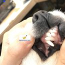 Dr.dog동물의료센터 이미지