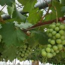 김창규농장 이미지