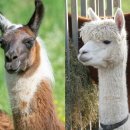 알파카 이미지