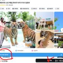 만 마리의 호랑이 | 태국 파타야 타이거파크 입장료 호랑이 가격 예약 꿀팁