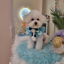 하리스펫 이미지