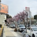 루이맘 독앤푸드 | #2 미국여행 샌프란시스코 (인앤아웃버거,금문교,피어39)