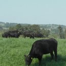 흥원목장 이미지