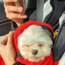 민 동물병원(동물미용) 이미지