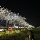 국내 벚꽃 명소_경주벚꽃여행 경주 황룡사9층목탑, 대릉원, 보문호수, 보문관광단지,첨성대 벚꽃 야경...