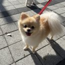 사랑으로유치원 | 양산 애견유치원 디엠 다우리 도그센터 후기 - 우리 댕댕이 첫 유치원 도전기!