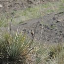 유카센타 이미지