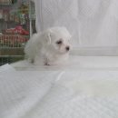 인천수호(4) 이미지