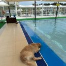 펫 월드 이미지