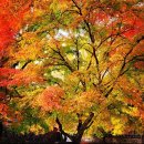 ⛰️ 11월3일 월요일 정기🔮제294차👍 전북 정읍 내장산~백암산🍁단풍산행💝🌟 (산림청,블랙야크,월간산,한국의산하) 이미지