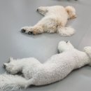 마이댕댕스쿨 이미지