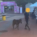 2023 청도 펫티켓 문화콘서트 이미지