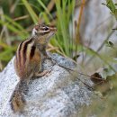 아기다람쥐 이미지