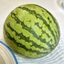 코스트코 애플수박 후기! 귀여워서 샀는데 맛도 있었다 (+이미양과자)