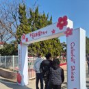 신안군보건소 | 봄 여행지 추천! 신안 임자도 홍매화축제 개화현황｜2026 축제 현장 솔직 후기