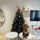 🎄12월 크리스마스까지 일상🎄