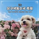 2026 공주 유구 색동 수국 축제 정원 애견동반 여름 여행 아쉬웠던 솔직후기