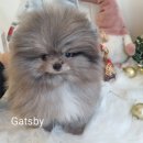 애견부티크 이미지