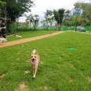 동백 숲속애견랜드 이미지