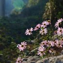 들꽃카페 이미지