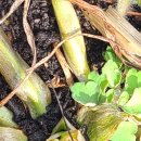 일구농장3 이미지