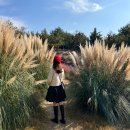 청광새들녘영농조합법인야영장 | 전남 보성여행 윤제림 (성림원) 팜파스 핑크뮬리 맛집 무료 개방