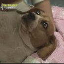 동물농장 이미지