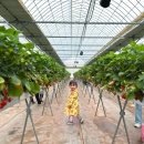 윤이 농장 | 일산 딸기 체험 농장 성연딸기에서 달콤한 추억 한가득~