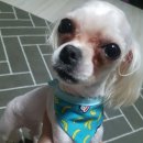 (주)케이바이오스 | 강아지 눈물 고양이 눈물 특허받은 영양제 네이처펫