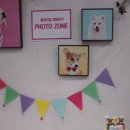 부산 강아지 축제 다녀왔어요 (부산국제반려동물산업박람회)