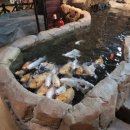 도그 프렌즈 | 화성 동탄 실내 동물원 추천 주렁주렁 | 어른이들이 더 재밌게 놀고 온 후기