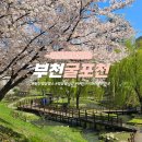 굴포천자전거길3R | 부천 벚꽃 명소 굴포천 벚꽃 실시간 부천 아이랑 가볼만한곳