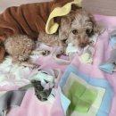 간식파는남자 이미지