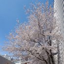 한일스낵 | 일본 택배 받기, 칼디 추천템 고구마스틱 후기