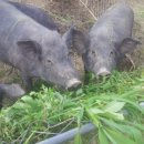 소많이먹어도돼지 이미지