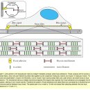 반드시 알아야 할 인체 물리학 용어1. 장력적 완전성(tensegrity) 이미지