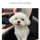 도그마루 강아지고양이 의정부노원점 이미지