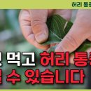 척추관협착증, 좌골신경통, 퇴행성관절염에 반드시 먹어야 하는 약초[약초방송] HBS약초방송 구독자 30.4만명 이미지