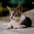 펫필드 동물병원 이미지