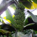 한라산 산행(1) 김포공항~한림공원~서귀포 이미지