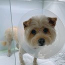 신내동물병원 이미지