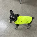 강아지 뷰티 이미지