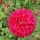 정열농장 이미지