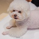 군파크호텔 네이버블로그