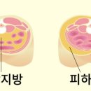 에코미아